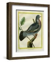 Wood Pigeon-Georges-Louis Buffon-Framed Giclee Print