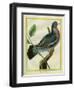 Wood Pigeon-Georges-Louis Buffon-Framed Giclee Print