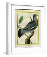 Wood Pigeon-Georges-Louis Buffon-Framed Giclee Print