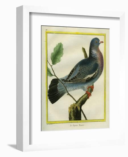 Wood Pigeon-Georges-Louis Buffon-Framed Giclee Print