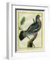 Wood Pigeon-Georges-Louis Buffon-Framed Giclee Print