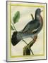 Wood Pigeon-Georges-Louis Buffon-Mounted Giclee Print