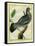 Wood Pigeon-Georges-Louis Buffon-Framed Stretched Canvas
