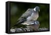 Wood Pigeons Mating-null-Framed Stretched Canvas