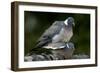 Wood Pigeons Mating-null-Framed Photographic Print