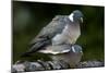 Wood Pigeons Mating-null-Mounted Photographic Print