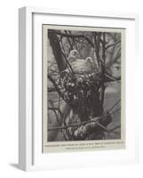 Wood-Pigeons' Nest Found on 20 April in a Tree in Torrington Square-null-Framed Giclee Print