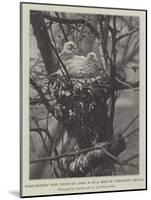 Wood-Pigeons' Nest Found on 20 April in a Tree in Torrington Square-null-Mounted Giclee Print