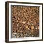 Wood Pile in the Walser Village of Grimentz, Valais, Swiss Alps, Switzerland, Europe-Angelo Cavalli-Framed Photographic Print