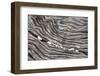 Wood Railroad Tie Pebbles-David Kozlowski-Framed Photographic Print