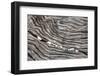 Wood Railroad Tie Pebbles-David Kozlowski-Framed Photographic Print