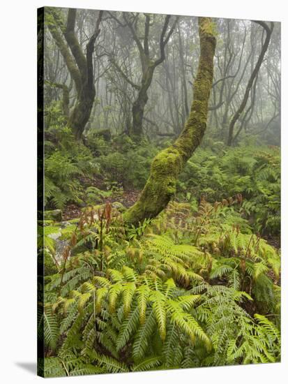 Wood, Rain, Fog, Vegetation, Caldeirao Verde, Queimados, Madeira, Portugal-Rainer Mirau-Stretched Canvas