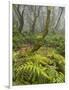 Wood, Rain, Fog, Vegetation, Caldeirao Verde, Queimados, Madeira, Portugal-Rainer Mirau-Framed Photographic Print