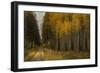 Wood River Aspens-David Lorenz Winston-Framed Art Print