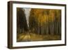 Wood River Aspens-David Lorenz Winston-Framed Art Print