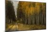 Wood River Aspens-David Lorenz Winston-Mounted Art Print