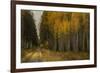 Wood River Aspens-David Lorenz Winston-Framed Art Print