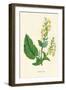 'Wood Sage', c1891, (1891)-Anne Pratt-Framed Giclee Print