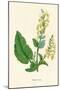 'Wood Sage', c1891, (1891)-Anne Pratt-Mounted Giclee Print