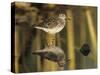 Wood Sandpiper, Samos, Greece-Rolf Nussbaumer-Stretched Canvas