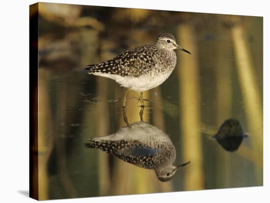 Wood Sandpiper, Samos, Greece-Rolf Nussbaumer-Stretched Canvas