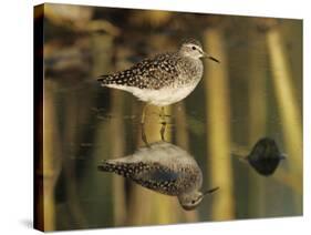 Wood Sandpiper, Samos, Greece-Rolf Nussbaumer-Stretched Canvas