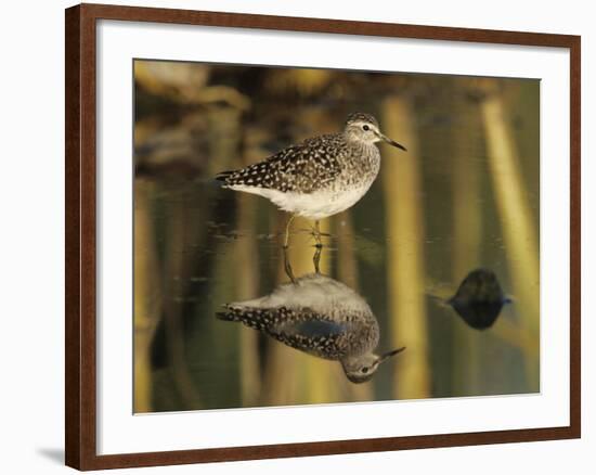 Wood Sandpiper, Samos, Greece-Rolf Nussbaumer-Framed Photographic Print