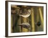 Wood Sandpiper, Samos, Greece-Rolf Nussbaumer-Framed Photographic Print