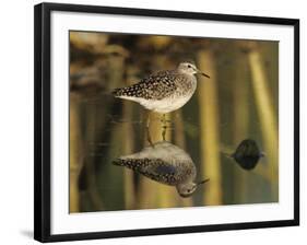 Wood Sandpiper, Samos, Greece-Rolf Nussbaumer-Framed Photographic Print