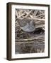 Wood sandpiper (Tringa glareola) in reed bed, Finland, May-Jussi Murtosaari-Framed Photographic Print