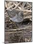 Wood sandpiper (Tringa glareola) in reed bed, Finland, May-Jussi Murtosaari-Mounted Photographic Print