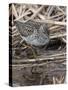 Wood sandpiper (Tringa glareola) in reed bed, Finland, May-Jussi Murtosaari-Stretched Canvas