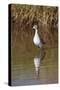 Wood Sandpiper (Tringa Glareola), Serengeti National Park, Tanzania, East Africa, Africa-James Hager-Stretched Canvas