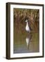 Wood Sandpiper (Tringa Glareola), Serengeti National Park, Tanzania, East Africa, Africa-James Hager-Framed Photographic Print