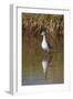 Wood Sandpiper (Tringa Glareola), Serengeti National Park, Tanzania, East Africa, Africa-James Hager-Framed Photographic Print