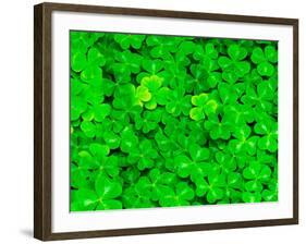 Wood Sorrel Pattern, Columbia River Gorge National Scenic Area, Oregon, USA-Adam Jones-Framed Photographic Print