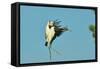 Wood Stork before Landing on Tree Branch-Gary Carter-Framed Stretched Canvas