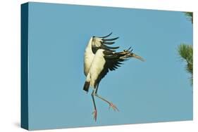 Wood Stork before Landing on Tree Branch-Gary Carter-Stretched Canvas