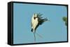 Wood Stork before Landing on Tree Branch-Gary Carter-Framed Stretched Canvas