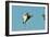 Wood Stork before Landing on Tree Branch-Gary Carter-Framed Photographic Print