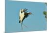 Wood Stork before Landing on Tree Branch-Gary Carter-Mounted Photographic Print