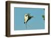 Wood Stork before Landing on Tree Branch-Gary Carter-Framed Photographic Print