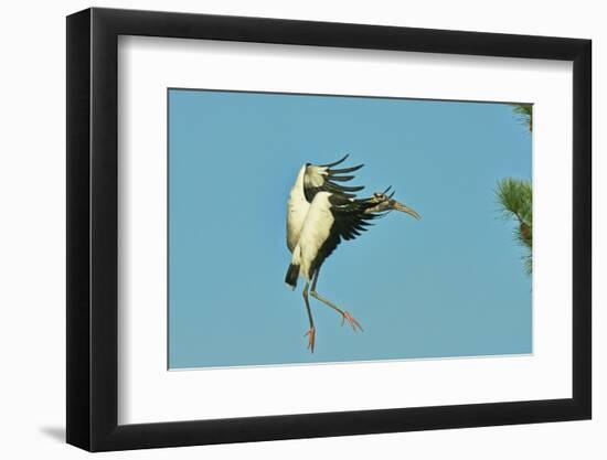 Wood Stork before Landing on Tree Branch-Gary Carter-Framed Photographic Print