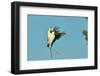 Wood Stork before Landing on Tree Branch-Gary Carter-Framed Photographic Print