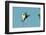 Wood Stork before Landing on Tree Branch-Gary Carter-Framed Photographic Print