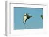 Wood Stork before Landing on Tree Branch-Gary Carter-Framed Photographic Print