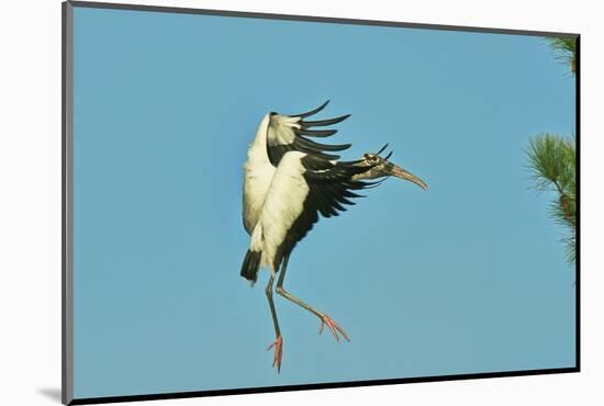 Wood Stork before Landing on Tree Branch-Gary Carter-Mounted Photographic Print
