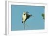 Wood Stork before Landing on Tree Branch-Gary Carter-Framed Photographic Print