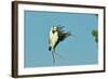 Wood Stork before Landing on Tree Branch-Gary Carter-Framed Photographic Print