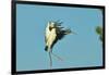 Wood Stork before Landing on Tree Branch-Gary Carter-Framed Photographic Print